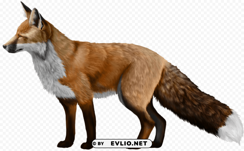 fox Isolated Character on Transparent Background PNG