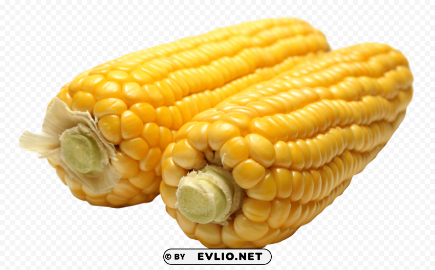 Corn PNG Graphic Isolated On Clear Backdrop