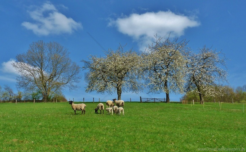 field landscape sheep trees wallpaper Isolated PNG Item in HighResolution