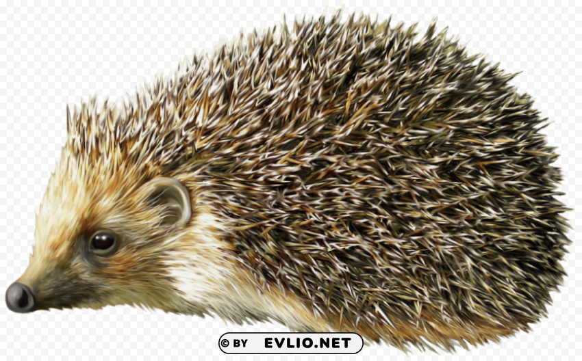 hedgehog PNG Image Isolated with Transparent Detail clipart png photo - fb37c2dc