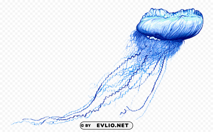 blue bottle jellyfish Clear Background PNG Isolated Graphic