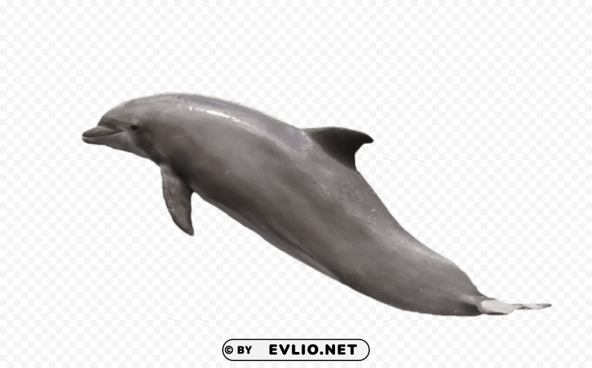 dolphin jumping Isolated Artwork in HighResolution Transparent PNG