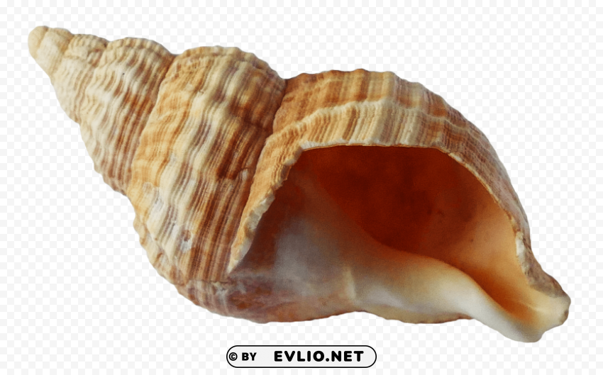 sea ocean shell PNG transparent images bulk