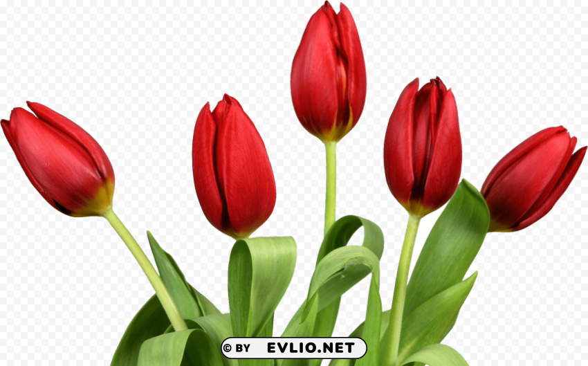 tulip HighQuality Transparent PNG Element