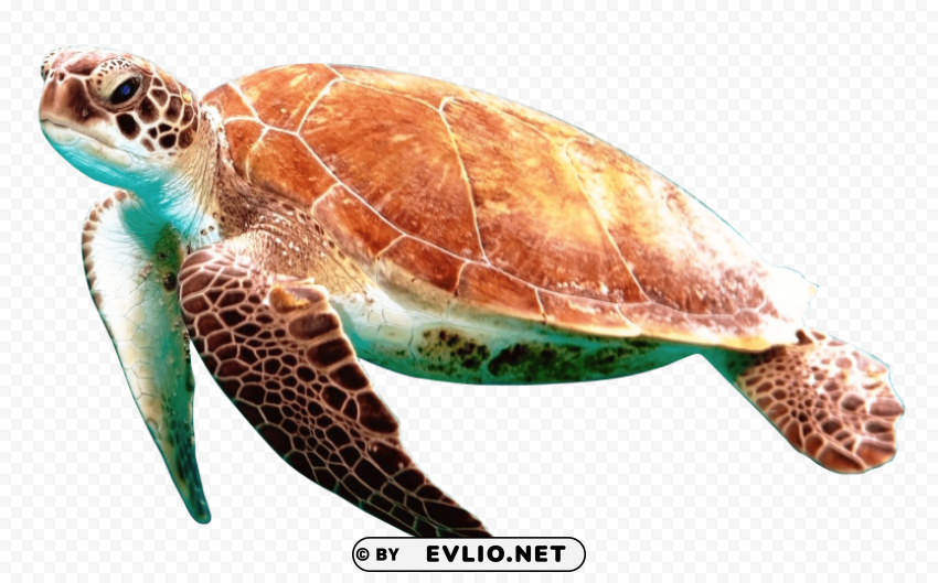 turtle Isolated Design Element in HighQuality PNG