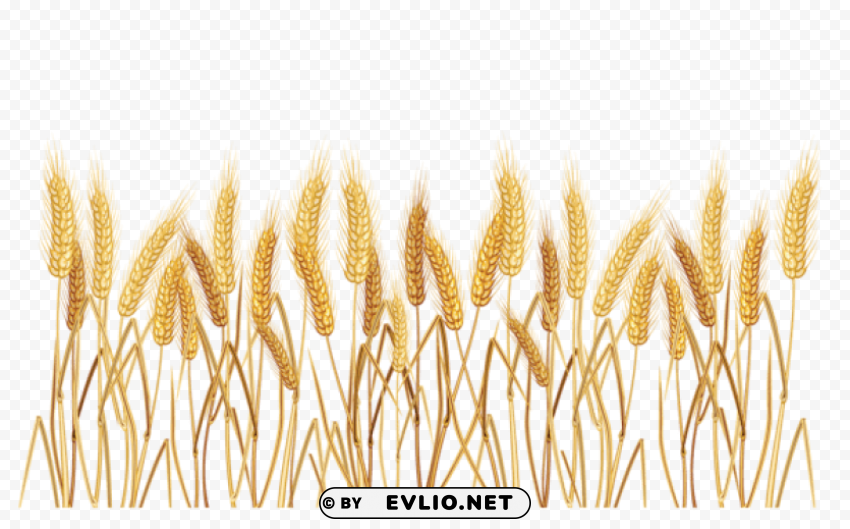 Wheat PNG format with no background