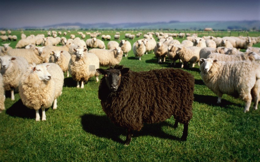 white sheep black sheep HighQuality Transparent PNG Isolated Graphic Design