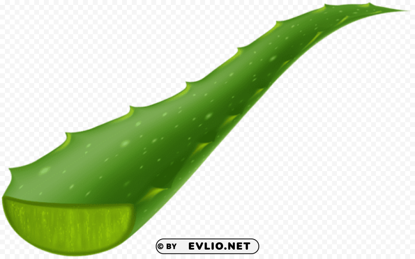 aloe vera piece transparent PNG Image Isolated on Clear Backdrop