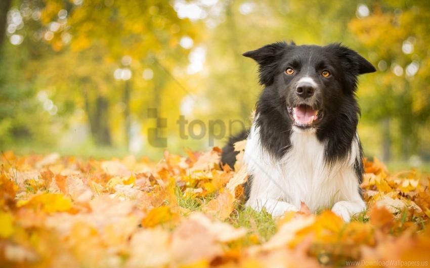 autumn dog leaves lies wallpaper PNG graphics with transparent backdrop