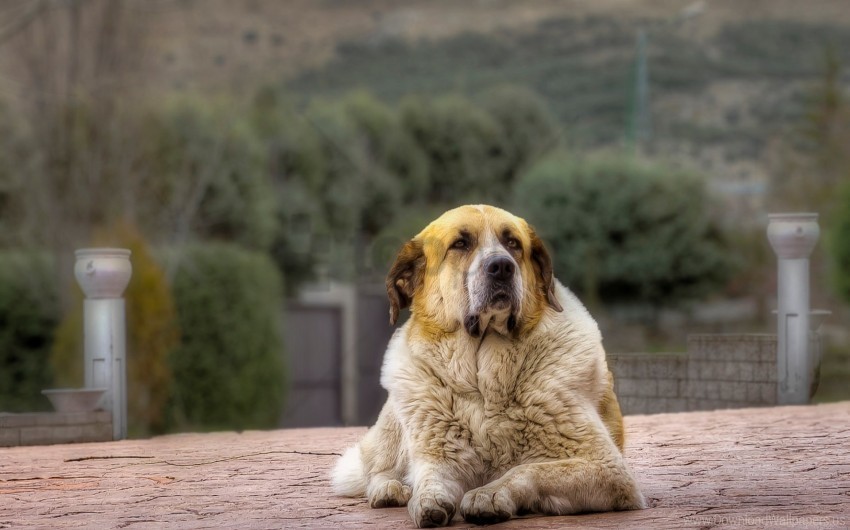 dog hdr lies shepherd wallpaper PNG graphics with alpha transparency broad collection