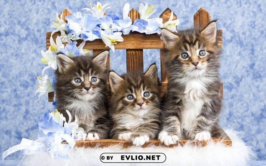 Kittens And Flowers PNG Images With High-quality Resolution