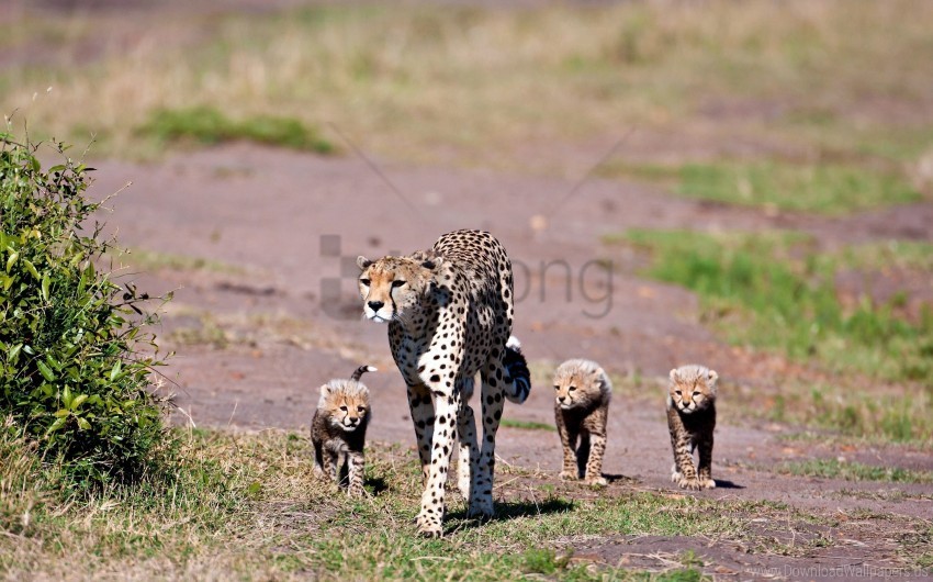 leopards walking young wallpaper Free PNG download