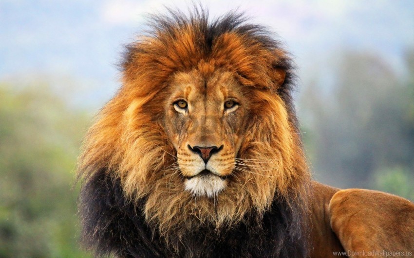 big cat carnivore eyes king of beasts lion mane waiting wallpaper PNG clipart with transparent background