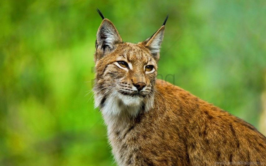 big cat ears grass lynx muzzle wallpaper PNG Image with Clear Isolated Object