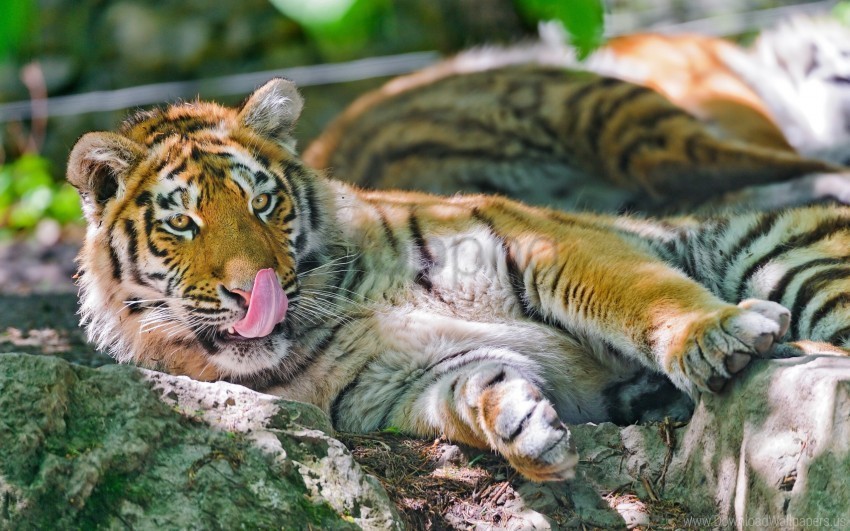 big cat licking lie tiger tongue wallpaper Transparent PNG graphics complete archive