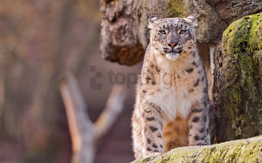 big cat predator sit snow leopard spotted wallpaper Free PNG images with transparent layers compilation
