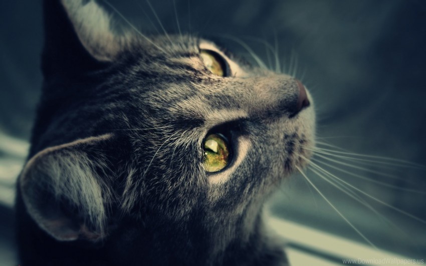 cat eyes fur wallpaper Transparent PNG images collection