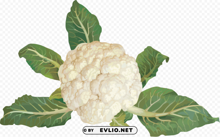 cauliflower PNG images with clear backgrounds