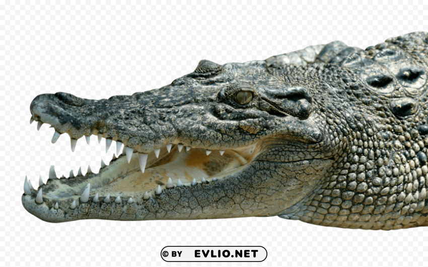 crocodile Free PNG images with clear backdrop