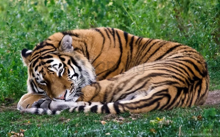 curl grass predator rest sleep tiger wallpaper Isolated Icon with Clear Background PNG