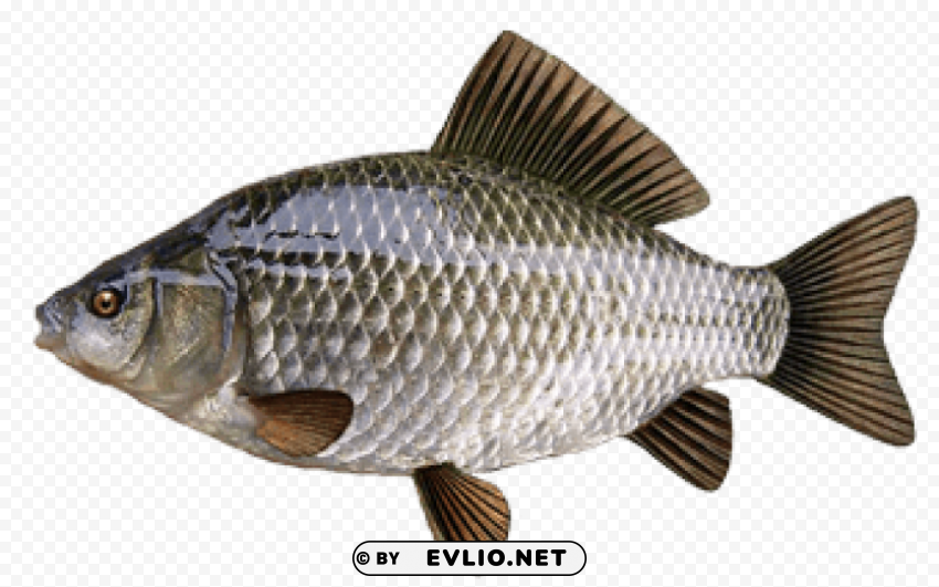 fish Transparent PNG Isolated Artwork