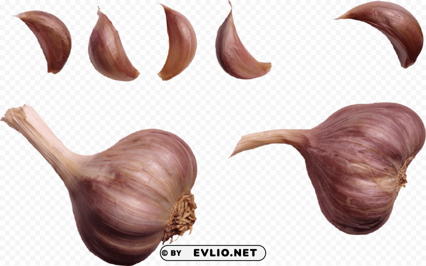 garlic Clean Background Isolated PNG Art