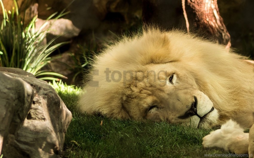 king of beasts lion mane wallpaper Isolated PNG Graphic with Transparency