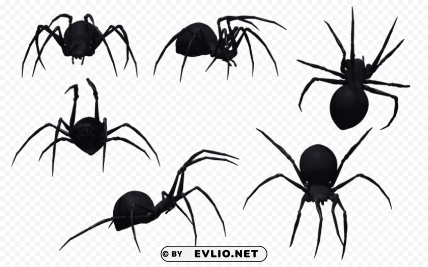 spider Clear background PNG clip arts