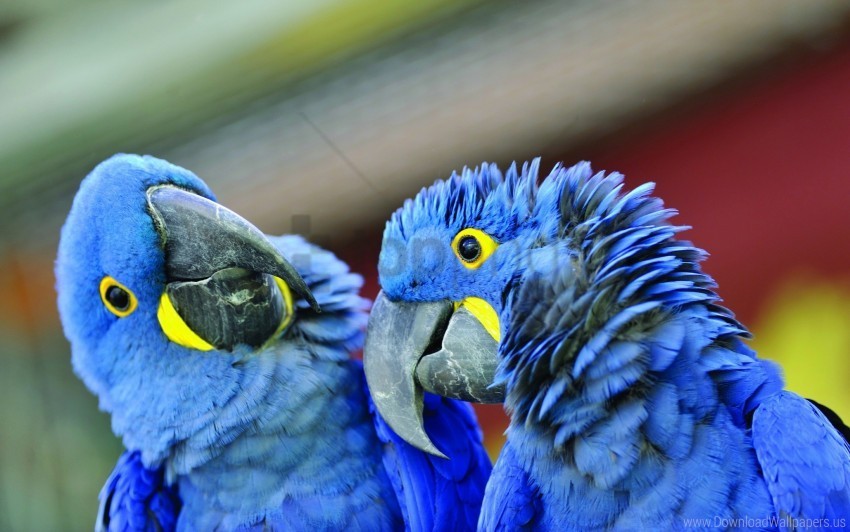 a pair of beak parrot wallpaper Isolated Subject in Transparent PNG