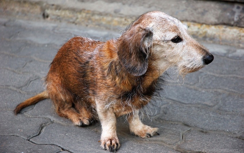 abandoned dog small street wallpaper PNG transparent vectors