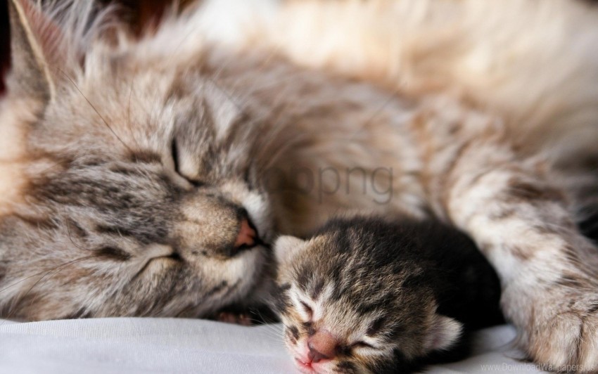 affection baby cat couple kitten sleep wallpaper Transparent PNG Isolated Graphic Detail