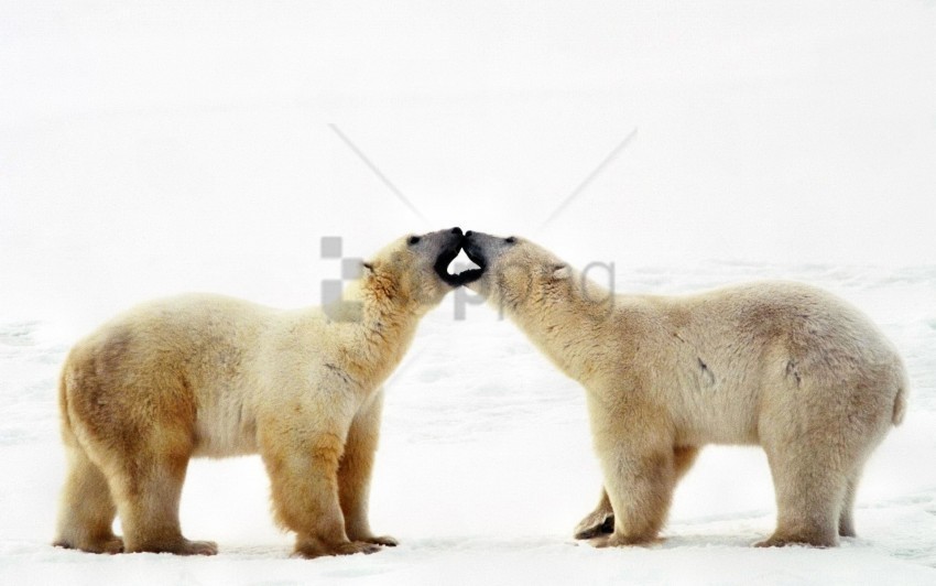affection bear caring couple family polar bear wallpaper PNG format with no background