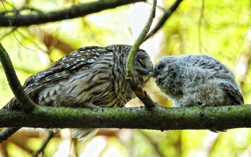 affection birds couple owl twigs wallpaper Isolated PNG Element with Clear Transparency