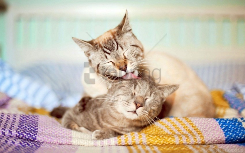 affection care cats couple wallpaper PNG transparent photos library