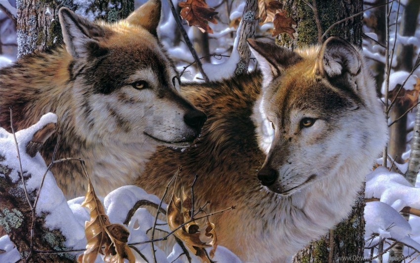 affection couple loyalty predators wolves wallpaper Free transparent background PNG