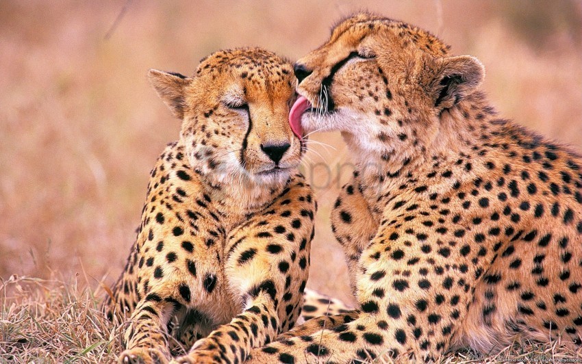 affection family leopards wallpaper Isolated Illustration in Transparent PNG