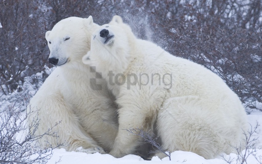 affection hugs polar bears snow winter wallpaper Isolated Object with Transparent Background PNG