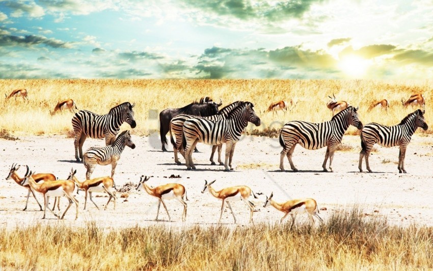 africa antelope buffalo savannah sky zebra wallpaper Clean Background Isolated PNG Design