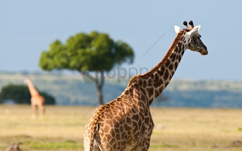 africa back desert giraffe wallpaper PNG images transparent pack