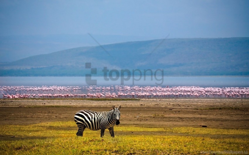 africa background flamingos lake zebra wallpaper PNG images with transparent canvas assortment