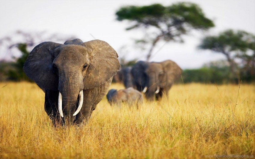 africa elephant field grass walk wallpaper PNG for personal use