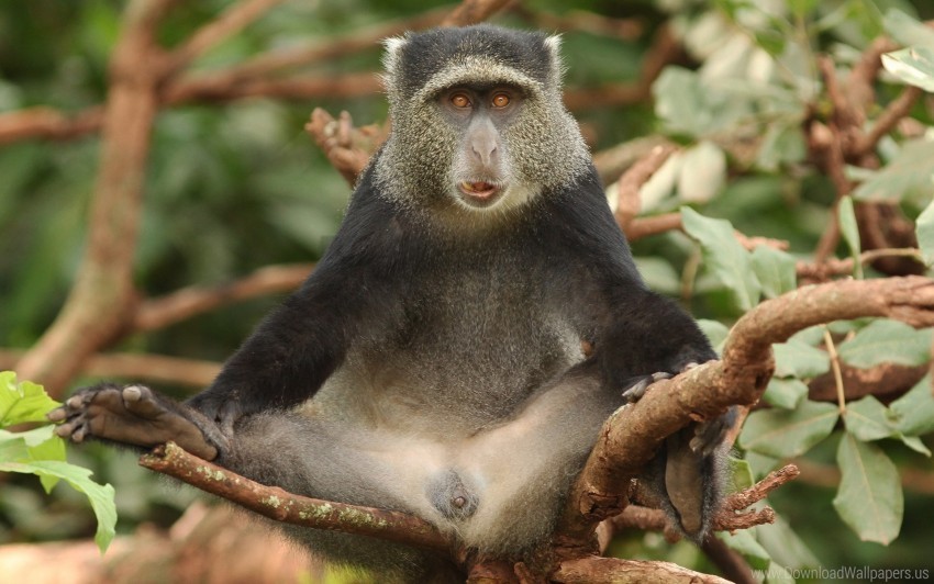 africa funny monkey sitting tree wallpaper PNG transparent photos comprehensive compilation