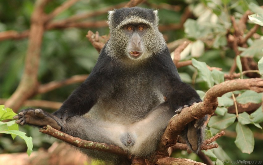 Africa Funny Monkey Sitting Tree Wallpaper PNG Transparent Photos Comprehensive Compilation