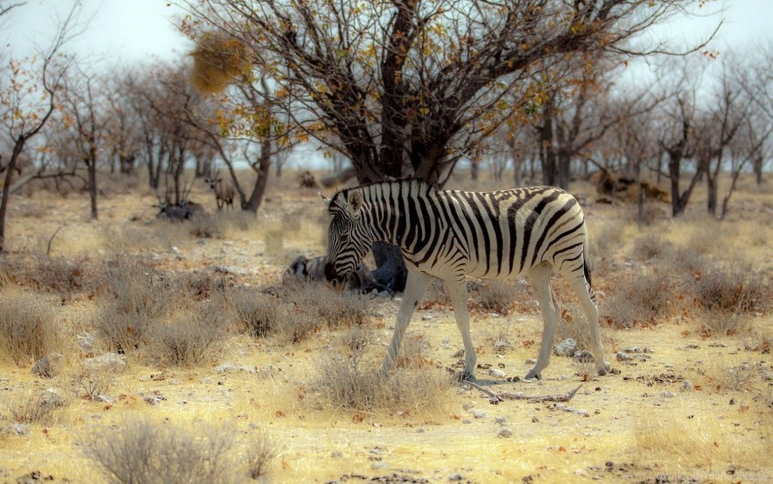 africa nature zebra wallpaper Free PNG images with clear backdrop