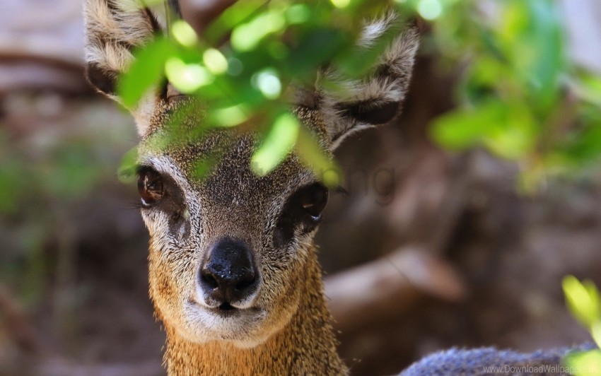 African Antelope Leaves Muzzle Wallpaper Free PNG Images With Clear Backdrop