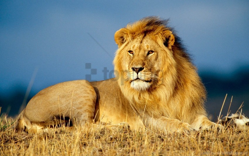 african king lion wallpaper Isolated Subject on HighResolution Transparent PNG