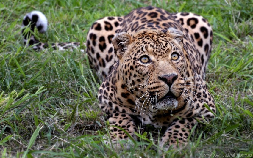 african leopard wallpaper Transparent PNG graphics library