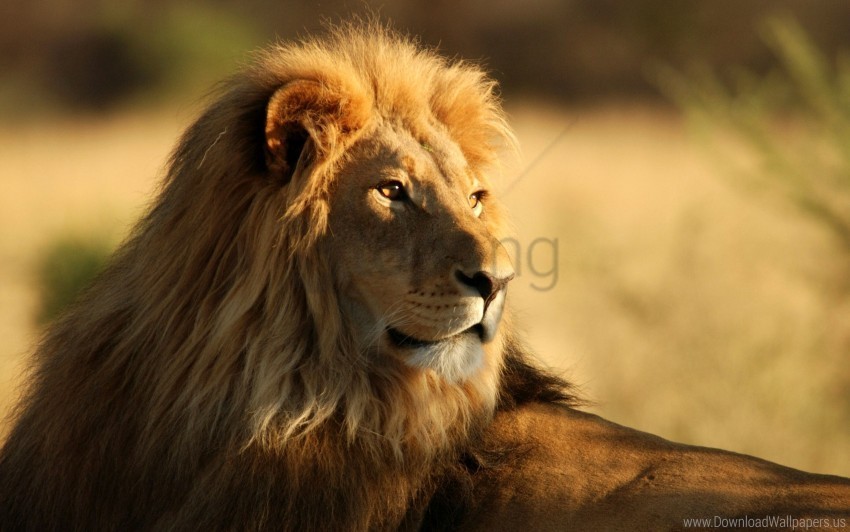 african lion male wallpaper PNG pictures with no background required