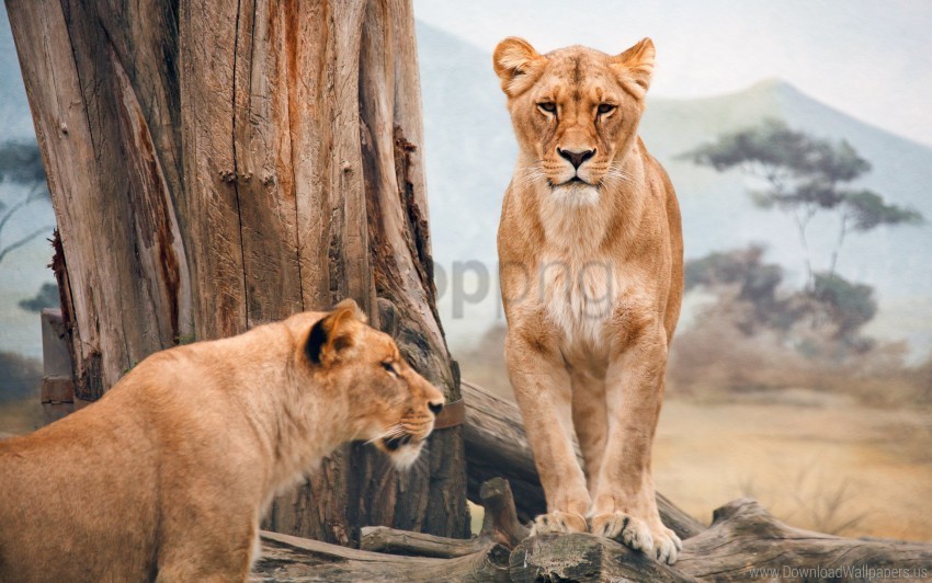 African Lioness Wallpaper PNG Object Isolated With Transparency