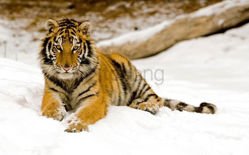 afternoon snowy tiger wallpaper ClearCut Background PNG Isolated Subject